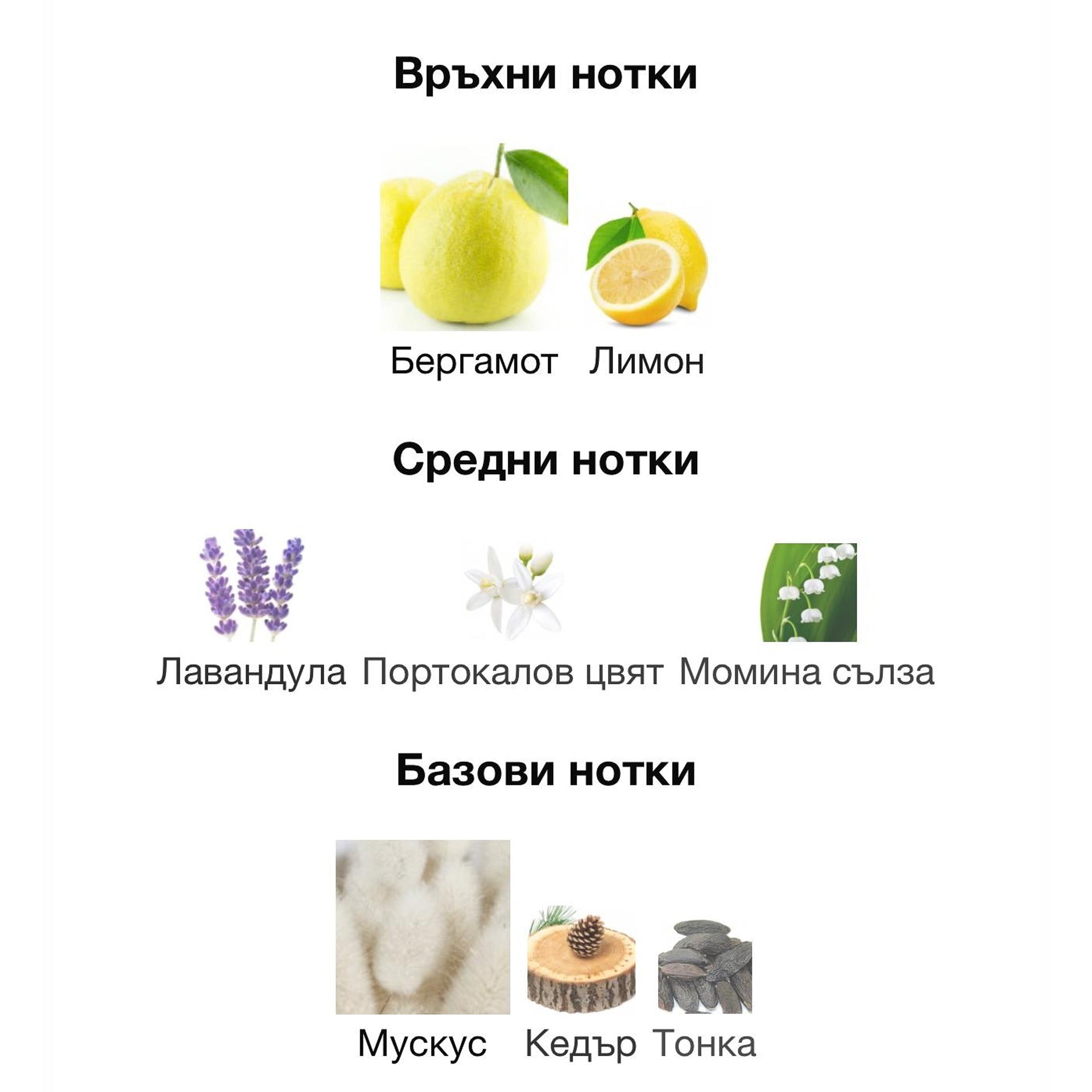 Orto Parisi Bergamask ExDP 50 мл. – оригинален парфюм, продуктова снимка 3